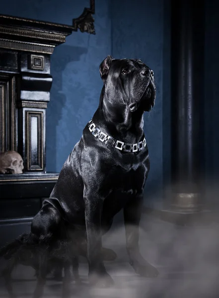 Kutya tenyészt olasz cane corso — Stock Fotó