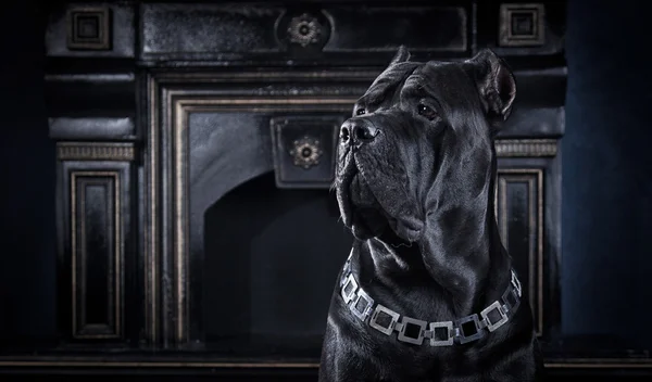 Kutya tenyészt olasz cane corso — Stock Fotó