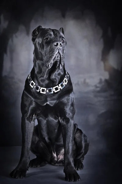 Kutya tenyészt olasz cane corso — Stock Fotó