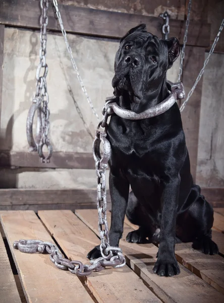 Dog breed Italian Cane Corso — Stock Photo, Image