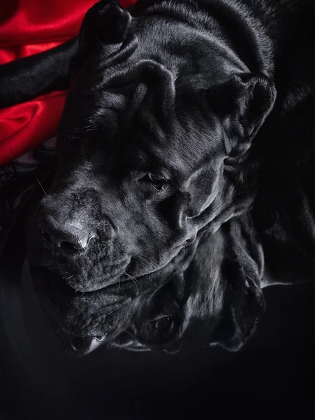 Kutya tenyészt olasz cane corso — Stock Fotó