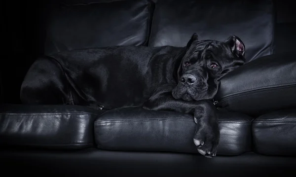 Dog breed Italian Cane Corso — Stock Photo, Image