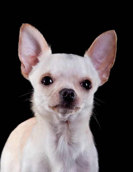 Chihuahua cão, cachorro em um fundo de cor — Fotografia de Stock