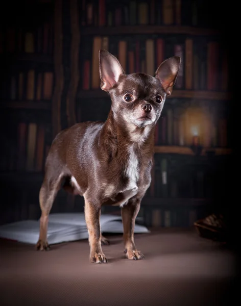 Chihuahua cão, cachorro em um fundo de cor — Fotografia de Stock