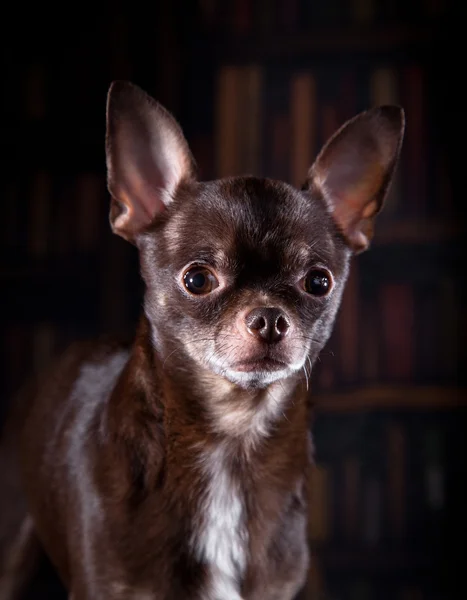 Chihuahua cane, cucciolo su uno sfondo di colore — Foto Stock