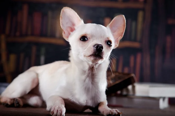 Chihuahua köpek, köpek yavrusu bir renk arka plan üzerinde — Stok fotoğraf