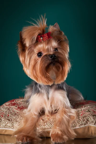 Pies z Yorkshire Terrier — Zdjęcie stockowe