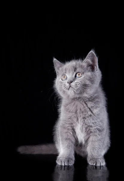 Grau gestromtes schottisches Kätzchen — Stockfoto