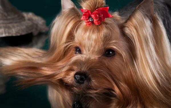 Yorkshire Terrier köpeği. — Stok fotoğraf