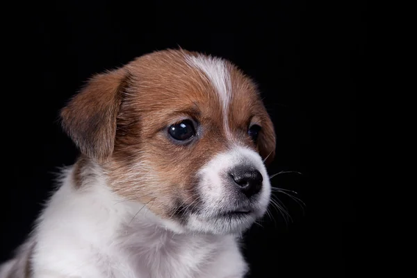 Caza de perro Jack Russell Terrier cachorro — Foto de Stock