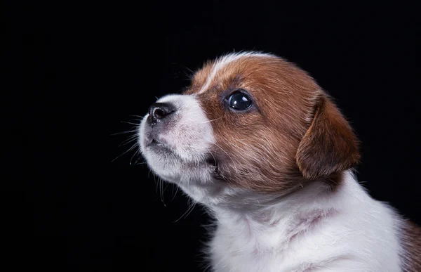 Pies rasy Jack Russell Terier szczeniak — Zdjęcie stockowe