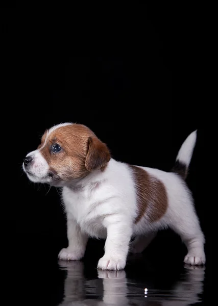 Raça de cão Jack Russell Terrier cachorro — Fotografia de Stock