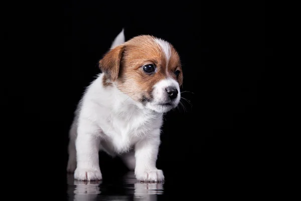 犬種ジャック ラッセル テリア子犬 — ストック写真