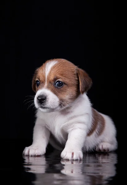 Caza de perro Jack Russell Terrier cachorro — Foto de Stock