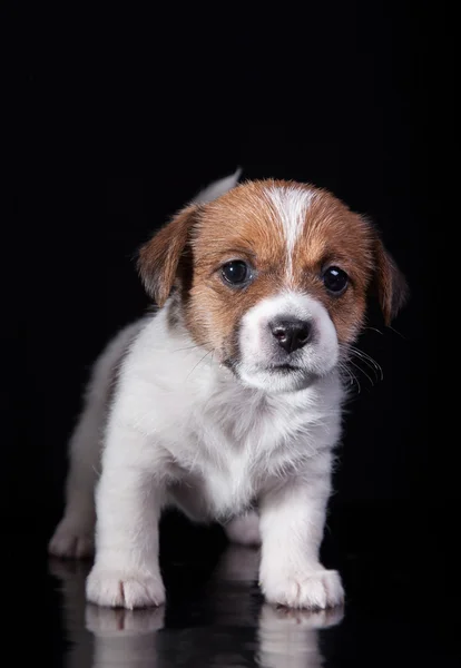 Caza de perro Jack Russell Terrier cachorro —  Fotos de Stock