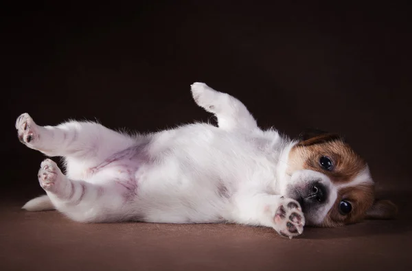 Caza de perro Jack Russell Terrier cachorro — Foto de Stock