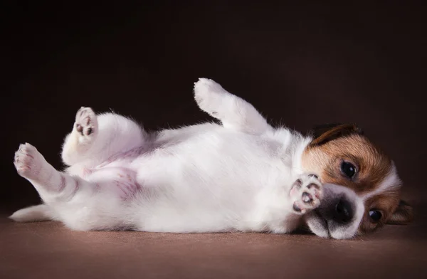 Caza de perro Jack Russell Terrier cachorro —  Fotos de Stock