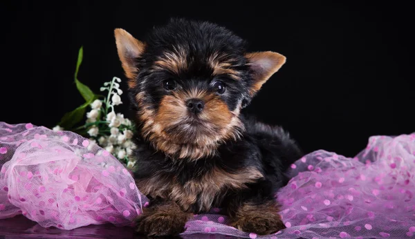 Yorkshire Terrier cão — Fotografia de Stock