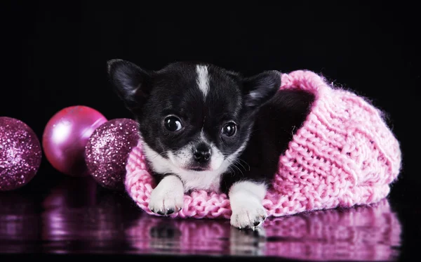 Chihuahua-Hund, Welpe auf farbigem Hintergrund — Stockfoto