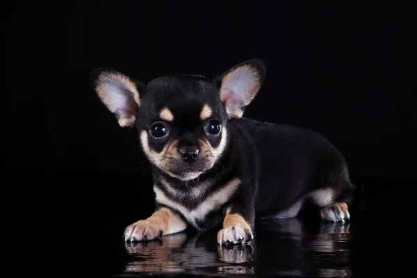 Chihuahua-Hund, Welpe auf farbigem Hintergrund — Stockfoto