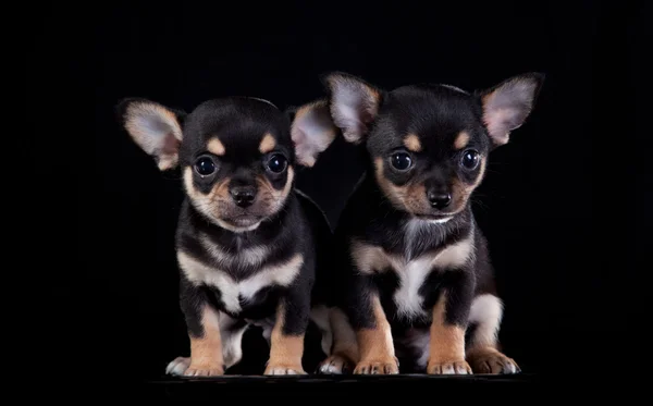 Chihuahua cão, cachorro em um fundo de cor — Fotografia de Stock