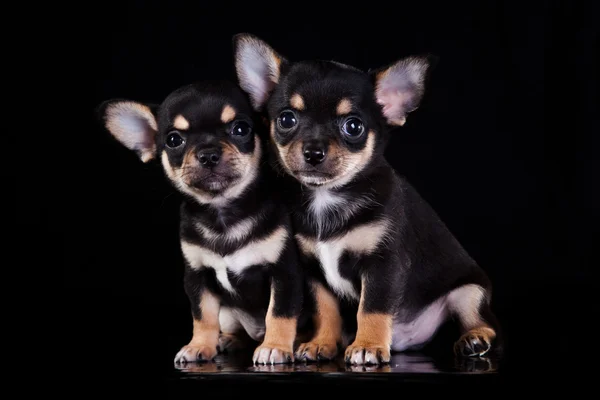 Chihuahua perro, cachorro sobre un fondo de color — Foto de Stock