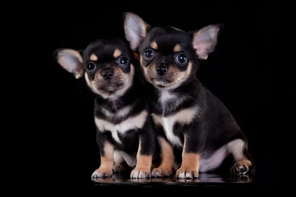 Chihuahua perro, cachorro sobre un fondo de color — Foto de Stock