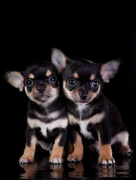 Чихуахуа собаки, щеня на колір тла — стокове фото