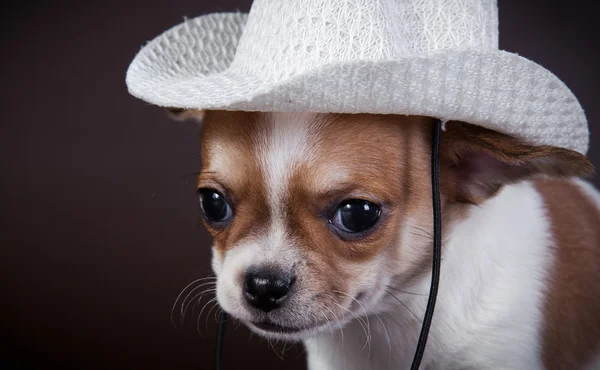 Chihuahua hund, valp på en Cologne bakgrunden — Stockfoto