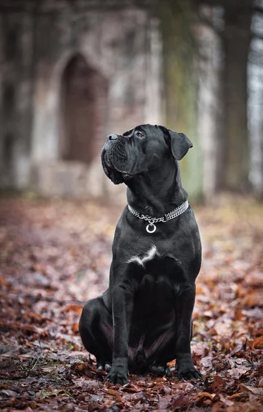 Cachorro Cana Corso — Fotografia de Stock