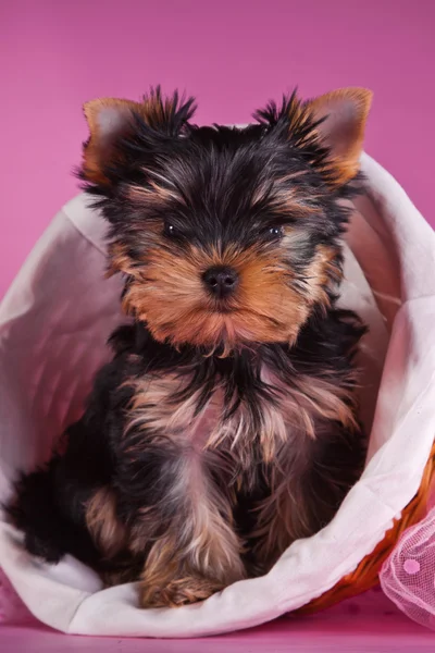 Szczenię Yorkshire terrier — Zdjęcie stockowe