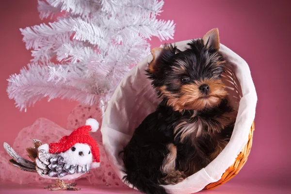 Yorkshire terrier welpe — Stockfoto