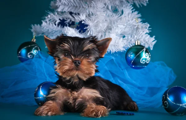 Puppy van de Terriër van Yorkshire — Stockfoto