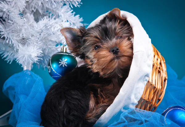 Yorkshire Terrier puppy — Stock Photo, Image