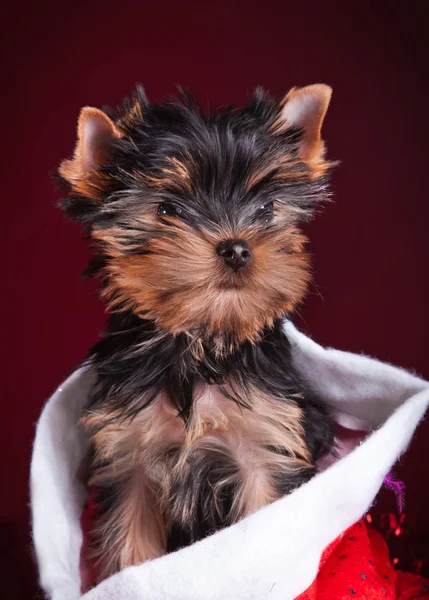 Yorkshire chiot terrier — Photo