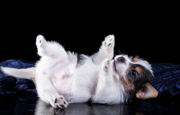 Psí plemeno Jack Russell teriér štěně — Stock fotografie