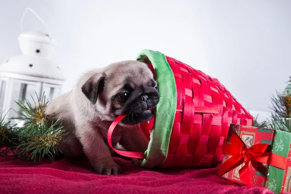 Pug puppy dog — Stock Photo, Image