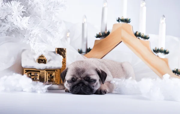 Cagnolino cucciolo — Foto Stock