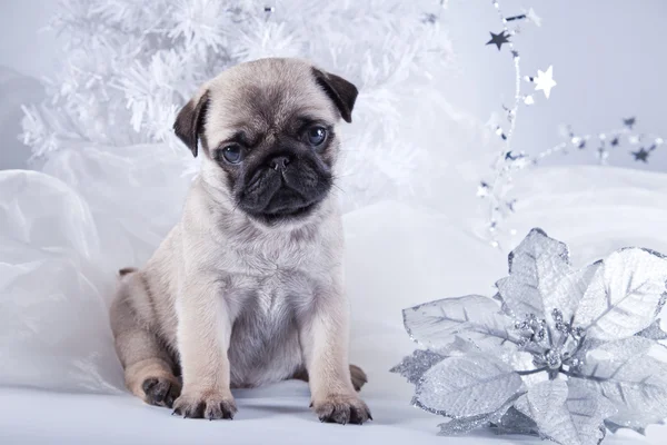 Pug puppy hondje — Stockfoto