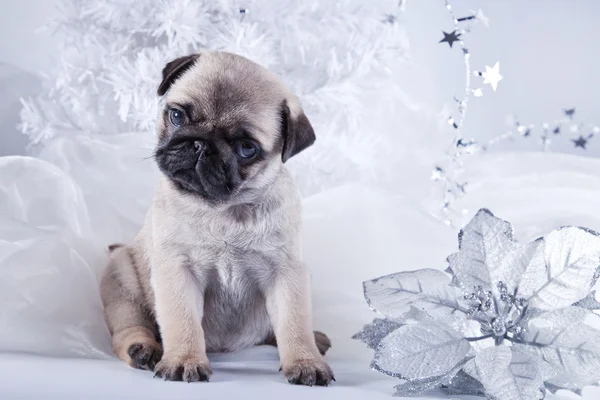 Chien chiot Pug — Photo