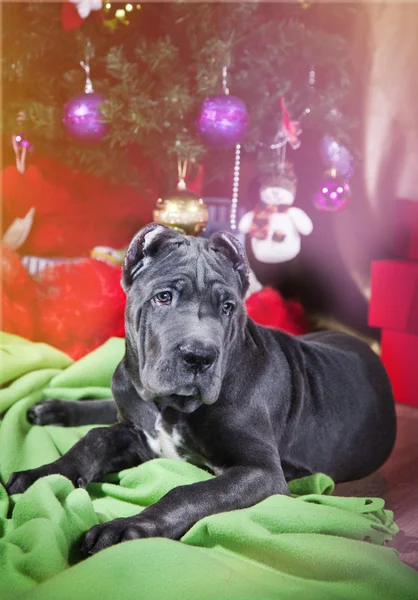 Puppy van het RAS Cane Corso, — Stockfoto