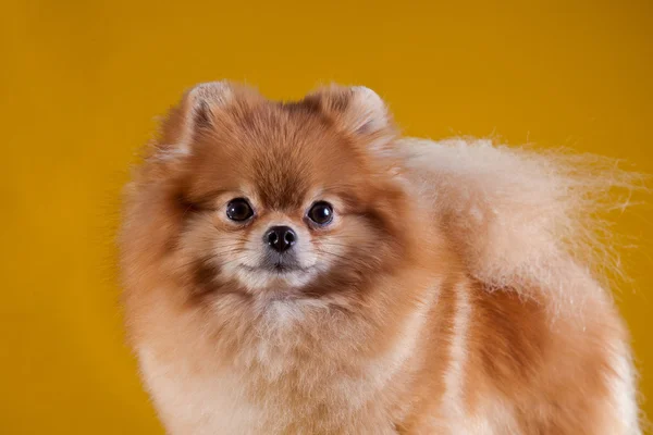 Cría de perros Pomerania — Foto de Stock