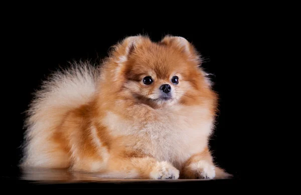 Cría de perros Pomerania —  Fotos de Stock