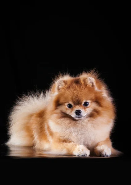 Raça de cães Pomeranian — Fotografia de Stock