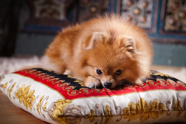 Pomeranian köpek doğurmak — Stok fotoğraf