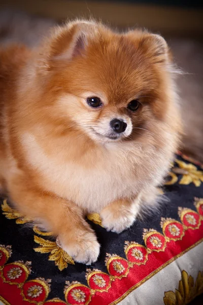 Pomeranian köpek doğurmak — Stok fotoğraf