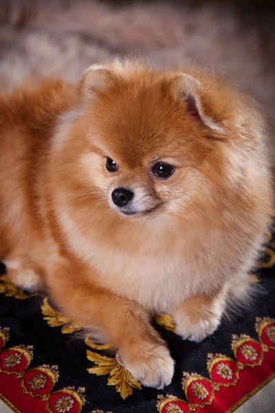Pomeranian köpek doğurmak — Stok fotoğraf