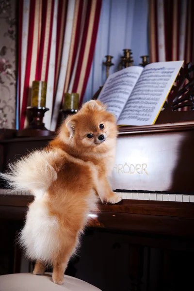 Raça de cães Pomeranian — Fotografia de Stock