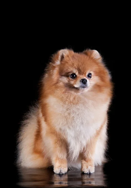 Raça de cães Pomeranian — Fotografia de Stock