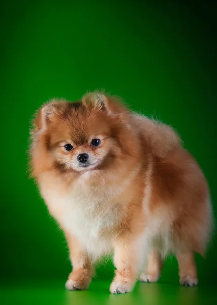 Σκυλί φυλή pomeranian — Φωτογραφία Αρχείου